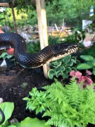 Texas Woman Finds Snake Emerging From Toilet in Middle of Night