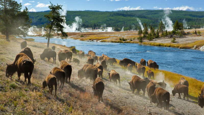 Just in: Yellowstone Park Advocates Celebrate an Important Step Forward for…..