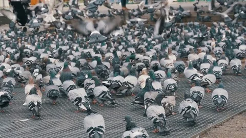 **SHOCKING: Massive Flock of Pigeons Causes Chaos in Downtown Area, Disrupting Traffic and Local Businesses**