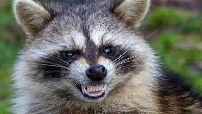 Breaking News: Raccoons with Distemper Found in Outer Banks, 25 Lives Lost.