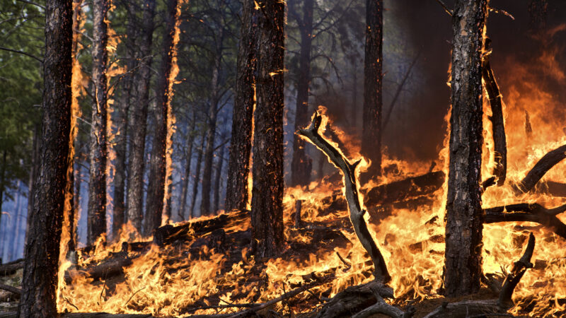 Breaking news :Devastating Fire Burns Down Pisgah National Forest.