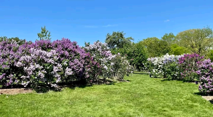 Just confused about this, Lilacs are at their peak at the Centennial Lilac Garden along the Niagara Parkway (beside the Floral Clock)…………