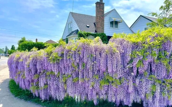 Great job: Gorgeous wisteria Hamilton, Ontario. This private home is located on Lawrence Road between Rosedale and…….. more details ⬇️