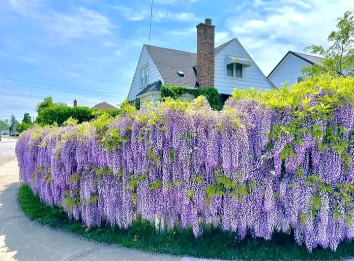 Great job: Gorgeous wisteria Hamilton, Ontario. This private home is located on Lawrence Road between Rosedale and…….. more details ⬇️